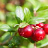 Cranberry 500